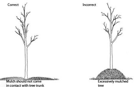How to mulch correctly